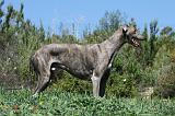GREYHOUND 045